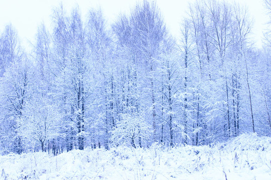 白雪覆蓋的公園