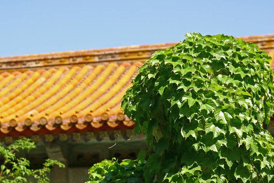 其他中國屋頂綠色背景