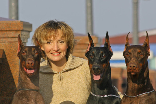 多伯曼平犬（或者拼寫Dobermann在許多國(guó)家）或多伯曼犬是一個(gè)品種的家犬。Dobermann P