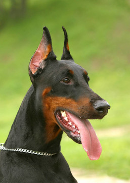多伯曼平犬（或者拼寫Dobermann在許多國家）或多伯曼犬是一個(gè)品種的家犬。Dobermann P