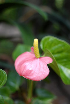 Anthrium andraeanum Lindl。