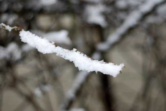 白雪覆蓋了樹枝