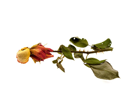 干燥的綠薔薇