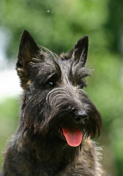 蘇格蘭梗（也被稱為仔犬）；俗稱Scottie；是一個品種的狗最出名的是其鮮明的輪廓和典型的梗犬個性。