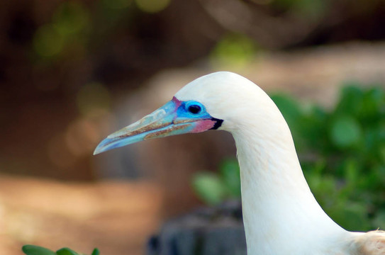 白藍(lán)鶴鳥