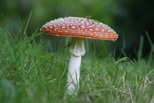 粉木耳或毒蠅鵝膏