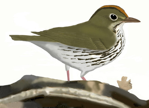 灶鳥