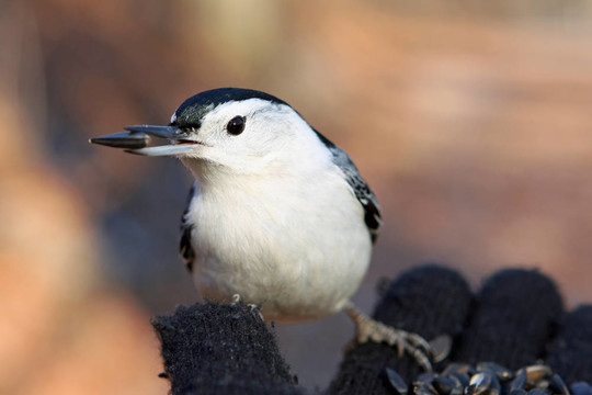 白胸鳾