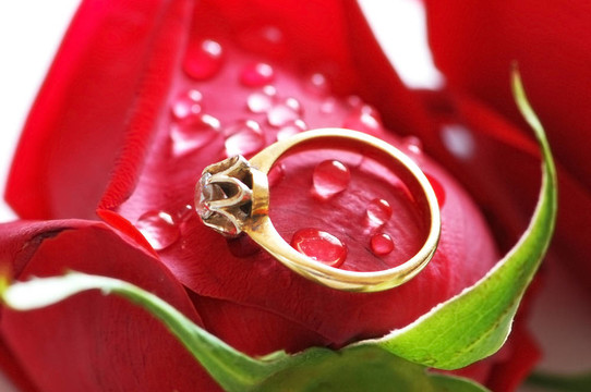 紅玫瑰上燦爛的結(jié)婚戒指