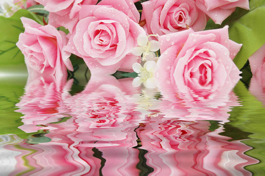 Pink Roses及其在水中的倒影