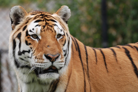 東北虎（Panthera tigris altaica）