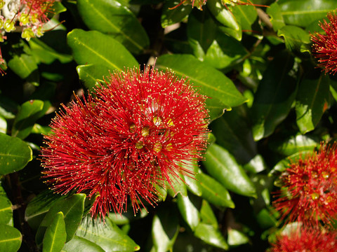 Pohutukawa Flower；鮮艷的紅色。
