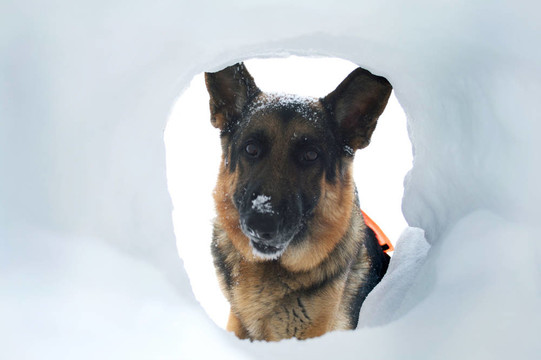 雪崩搜救犬找到幸存者