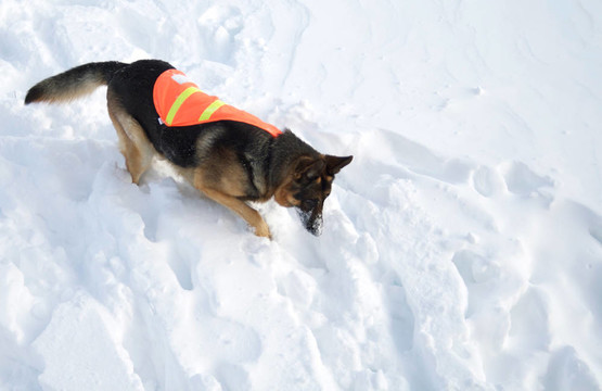 在追求雪崩救援犬