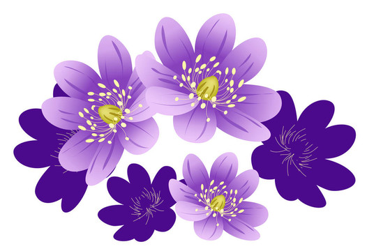 紫色的花