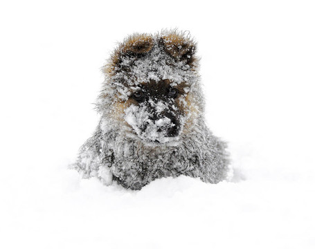 雪中的德國牧羊犬