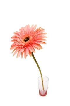 Gerber daisy在玻璃隔離在白色背景