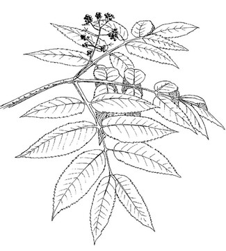 太平洋接骨木