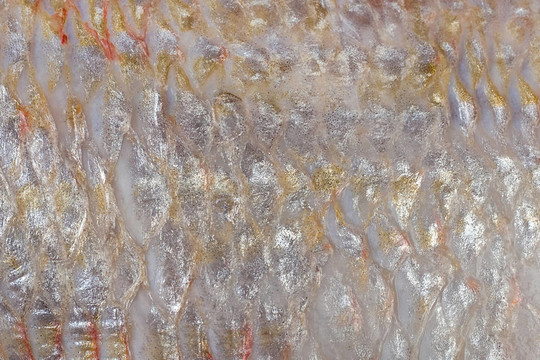 有鱗魚（該；金頭；金頭鯛）