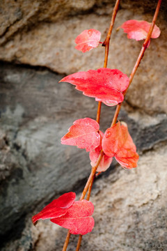 小紅葡萄酒葉