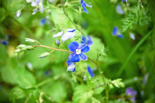 在綠色的草地上的藍(lán)色的花