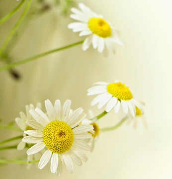 洋甘菊