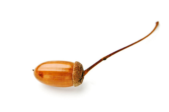 白色背景上的Acorn