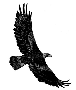 金鷹