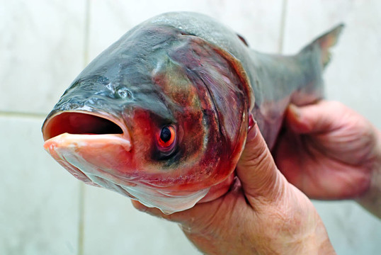 釣鰱