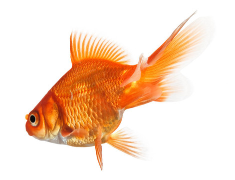 金魚
