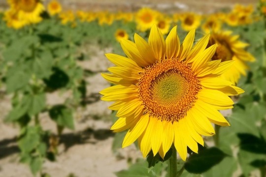 向日葵園生機(jī)勃勃的黃花