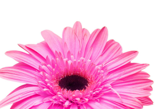 關(guān)閉了格柏菊花孤立在白色