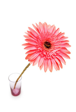 Gerber daisy孤立在白色背景