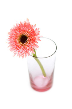 Gerber daisy孤立在白色背景