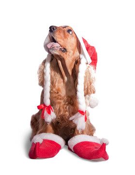 Santa獵犬