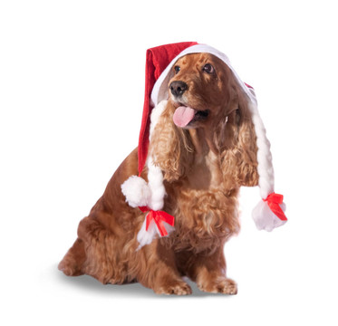 Santa獵犬