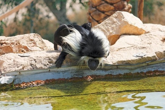 黑白疣猴在動(dòng)物園的池塘喝水