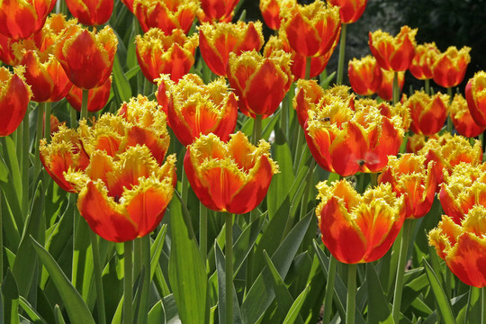 Tulipa Sort Davenport；郁金香