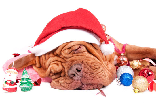 Santa，你的包里有什么給我？有滑稽的睡狗
