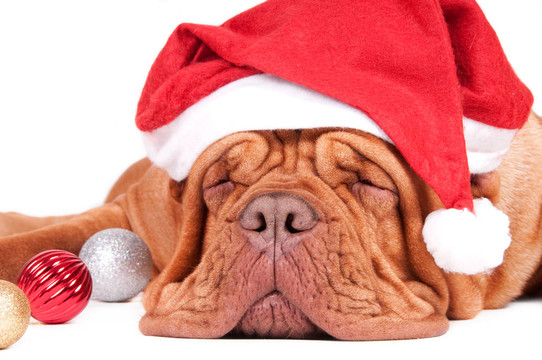 Santa什么時(shí)候來(lái)？