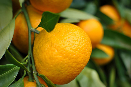Tangerine夜店掛在樹上