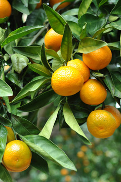 Tangerine夜店掛在樹上