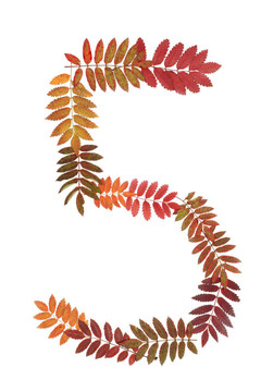 從秋季表上的數(shù)字5五