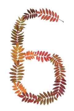 從秋季表上的數(shù)字6六