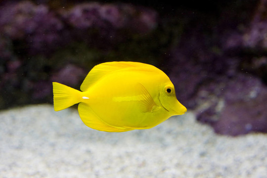 一種奇特的魚游泳