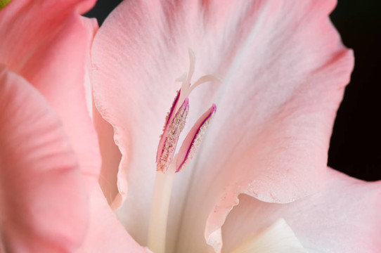 唐菖蒲