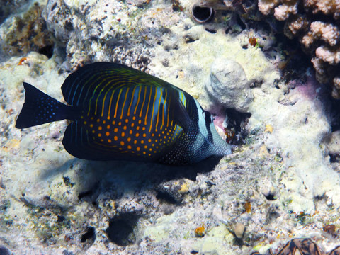 紅海sailfin湯