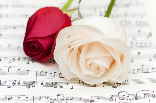 音符上的白玫瑰和红玫瑰