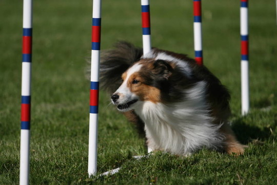喜樂蒂牧羊犬做狗的敏捷性