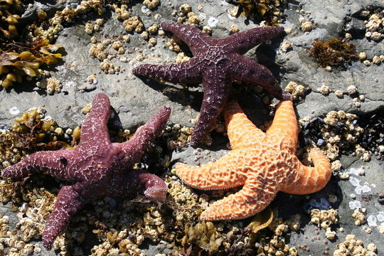 三海星